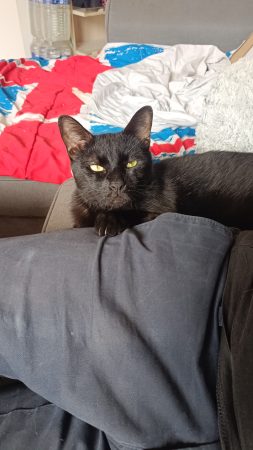 Chat mal castré – Chat / Chaton à donner à Douai (59) (photo 2)