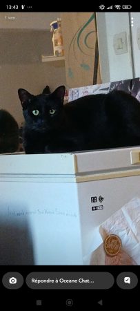 Chat mal castré – Chat / Chaton à donner à Douai (59)