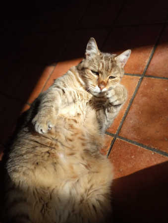 Chat trouvé tigré, très affectueux – Chat / Chaton à donner à Nantes (44) (photo 2)