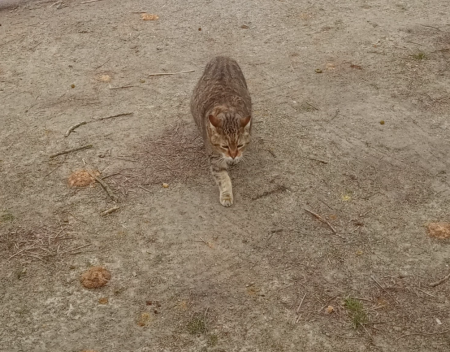 Chat trouvé tigré, très affectueux – Chat / Chaton à donner à Nantes (44) (photo 3)