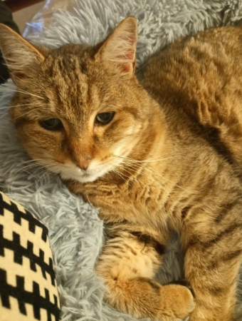 Chat trouvé tigré, très affectueux Chat trouvé tigré, très affectueux – Chat / Chaton à donner à Nantes (44)