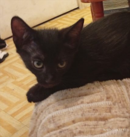Chaton Kiura à donné – Chat / Chaton à donner à Colombes (92) (photo 2)