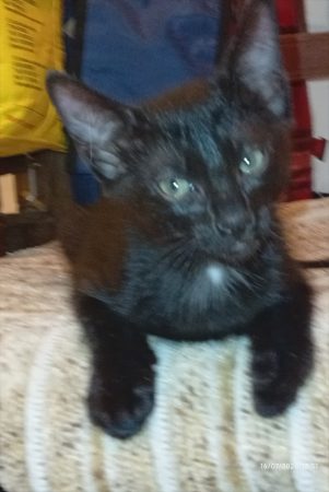 Chaton Kiura à donné – Chat / Chaton à donner à Colombes (92) (photo 3)
