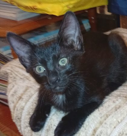 Chaton Kiura à donné – Chat / Chaton à donner à Colombes (92)