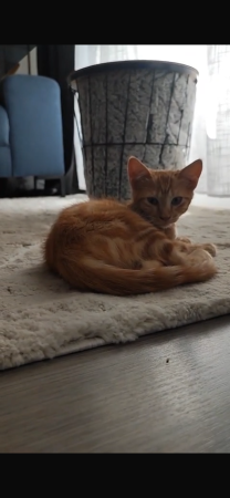 Chaton roux – Chat / Chaton à donner à Crosne (91) (photo 2)
