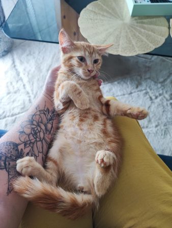 Chaton roux – Chat / Chaton à donner à Crosne (91) (photo 3)