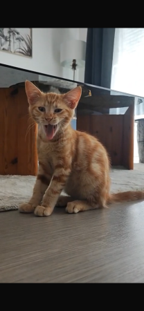 Chaton roux – Chat / Chaton à donner à Crosne (91)