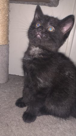 Chaton sevré Chaton sevré – Chat / Chaton à donner à Goussainville (95)