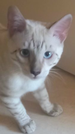 Chaton snow linx – Chat / Chaton à donner à Elancourt (78)
