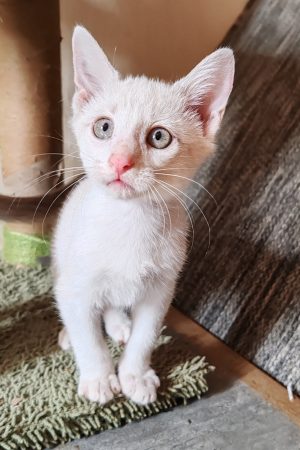 Chatons à donner – Chat / Chaton à donner à Jegun (32)