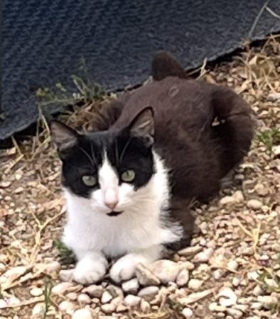 Chatte errante – Chat / Chaton à donner à Neuville Sur Ain (01)