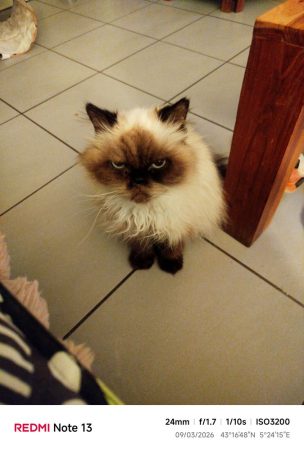 Chatte persanne – Chat / Chaton à donner à Marseille (13)