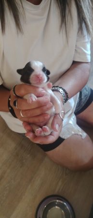 Chiot shih Tzu – Chien / Chiot à donner à Gruchet Le Valasse (76)