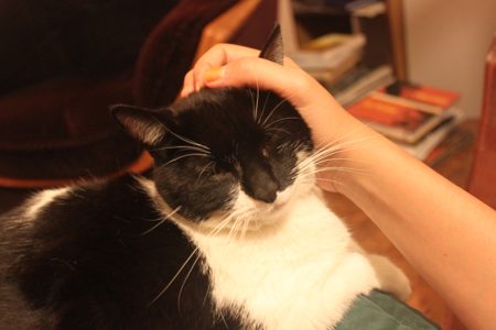 Dilemme cherche une nouvelle famille ! Dilemme cherche une nouvelle famille ! – Chat / Chaton à donner à Rennes (35) (photo 2)