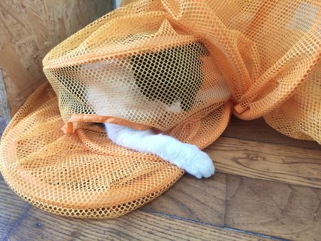 Dilemme cherche une nouvelle famille ! Dilemme cherche une nouvelle famille ! – Chat / Chaton à donner à Rennes (35) (photo 3)