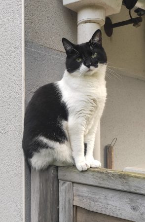 Dilemme cherche une nouvelle famille ! Dilemme cherche une nouvelle famille ! – Chat / Chaton à donner à Rennes (35)