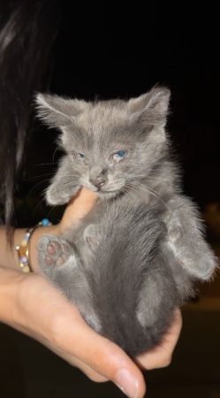 Don chaton Don chaton – Chat / Chaton à donner à Aimargues (30)
