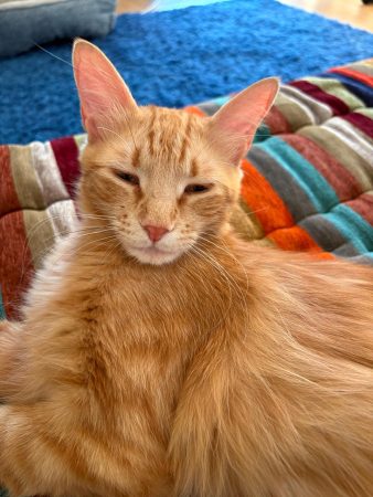 Don chatte trés affectueuse – Chat / Chaton à donner à Les Ulis (91)