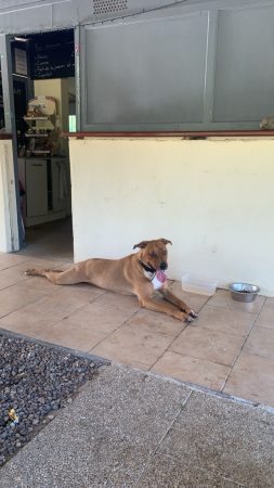 Don chien 4ans – Chien / Chiot à donner à La Charité Sur Loire (58) (photo 2)