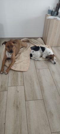 Don chien 4ans – Chien / Chiot à donner à La Charité Sur Loire (58)