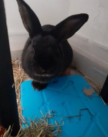 Don lapin de 1 ans edemi contre bon soin – Lapin à donner à La Trinité (06)