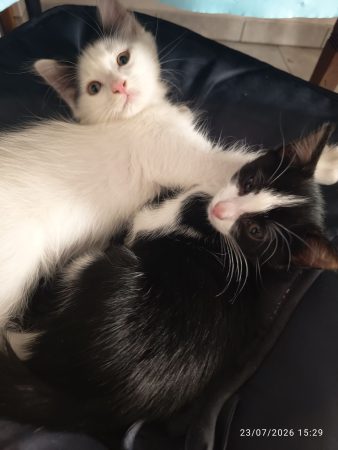 Donne 2 chatons femelles noire et blanche sevrées – Chat / Chaton à donner à Cintegabelle (31)
