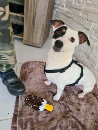 Donne adorable chienne jack russell terrier 6 ans a personne ayant terrain sans autre animal – Chien / Chiot à donner à Rives (38)