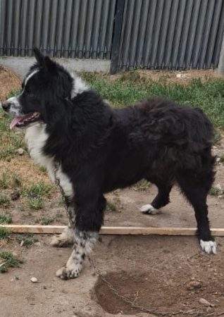 Donne Border Collie – Chien / Chiot à donner à Dompierre-Sur-Yon - (85170) (85)