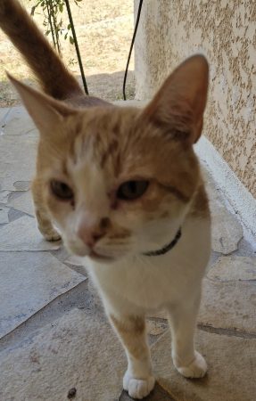 Donne chat cause déménagement – Chat / Chaton à donner à Valence (26) (photo 2)
