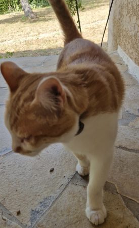 Donne chat cause déménagement – Chat / Chaton à donner à Valence (26) (photo 3)