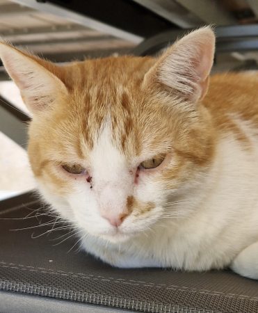 Donne chat cause déménagement – Chat / Chaton à donner à Valence (26)