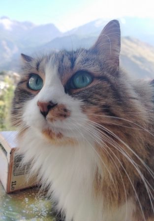 Donne chat sibérien, castré et habitué aux chiens – Chat / Chaton à donner à Chambéry (73)