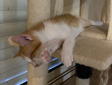 Donne chaton blanc/roux et blanc/gris de 2 mois. – Chat / Chaton à donner à Béruges (86) (photo 2)