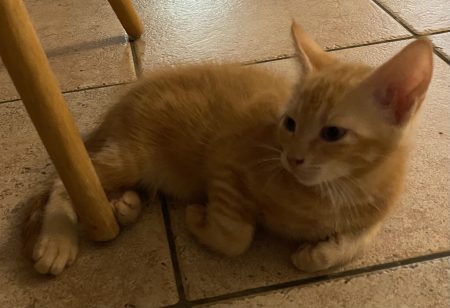 Donne chaton blanc/roux et blanc/gris de 2 mois. – Chat / Chaton à donner à Béruges (86) (photo 3)
