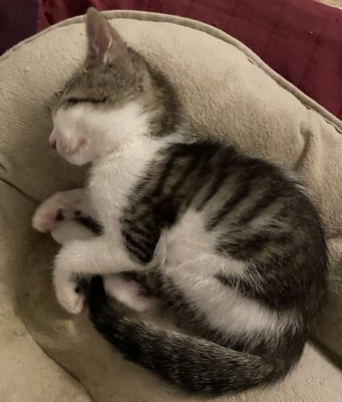 Donne chaton blanc/roux et blanc/gris de 2 mois. – Chat / Chaton à donner à Béruges (86)