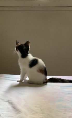Donne chaton – Chat / Chaton à donner à Paris (75)