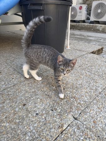 Donne chaton Donne chaton – Chat / Chaton à donner à Saint Avertin (37) (photo 3)