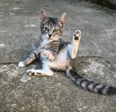 Donne chaton – Chat / Chaton à donner à Saint Avertin (37)
