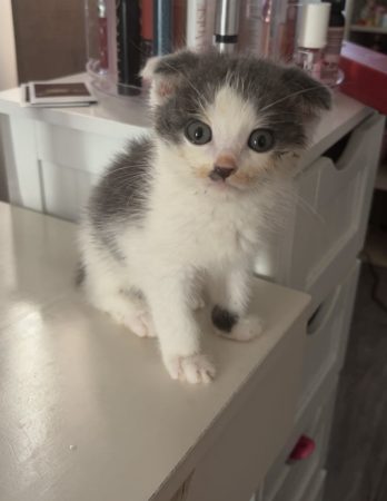 Donne chaton européen croise Scottish – Chat / Chaton à donner à Valenciennes (59) (photo 3)