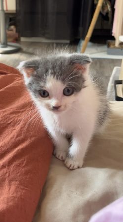 Donne chaton européen croise Scottish – Chat / Chaton à donner à Valenciennes (59)