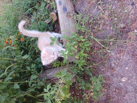 Donne chaton mignon Donne chaton mignon – Chat / Chaton à donner à Coteaux Sur Loire (37) (photo 2)
