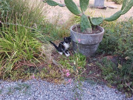 Donne chaton mignon – Chat / Chaton à donner à Coteaux Sur Loire (37)