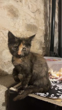 Donne chatons – Chat / Chaton à donner à Olliergues (63)