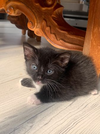 Donne chatons mâles 2 mois – Chat / Chaton à donner à La Châtre (36) (photo 2)