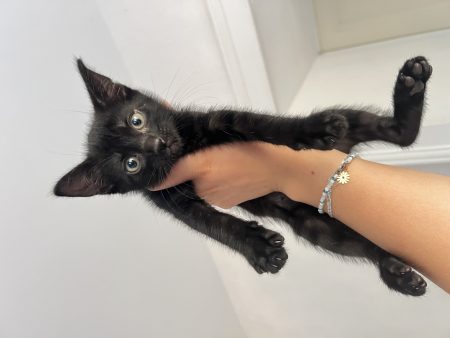 Donne chatons mâles 2 mois – Chat / Chaton à donner à La Châtre (36) (photo 3)