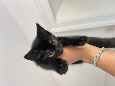 Donne chatons mâles 2 mois – Chat / Chaton à donner à La Châtre (36)