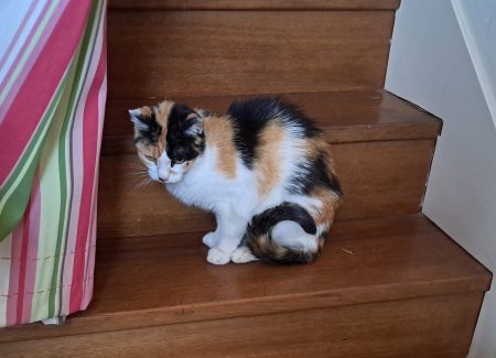Donne chatte 12 ans – Chat / Chaton à donner à Fondettes (37)