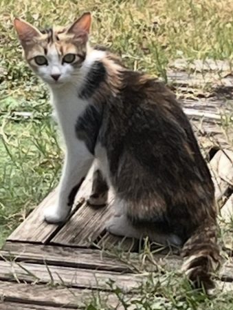 Donne chatte – Chat / Chaton à donner à Neuville Sur Ain (01)