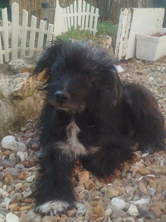 Donne chien – Chien / Chiot à donner à Montoire Sur Le Loir (41)