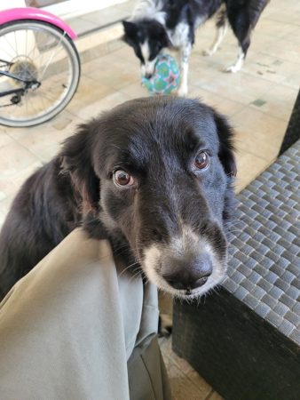 Donne chien de compagnie – Chien / Chiot à donner à Loriol-Sur-Drôme (26)